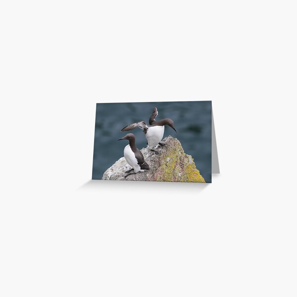Guillemots Greeting Card