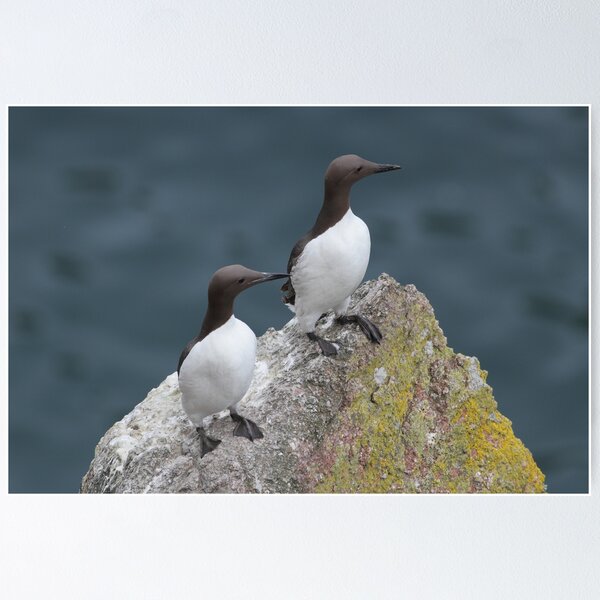 Guillemots Poster