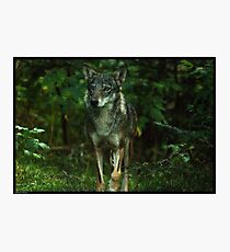 Italian Wolf Photographic Print