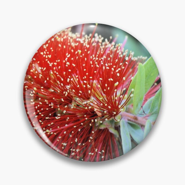 Item preview, Callistemon Little John designed and sold by Margaret Stevens.