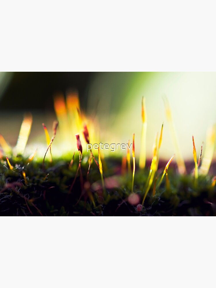 Day 140 - 27th November 2011 by petegrev