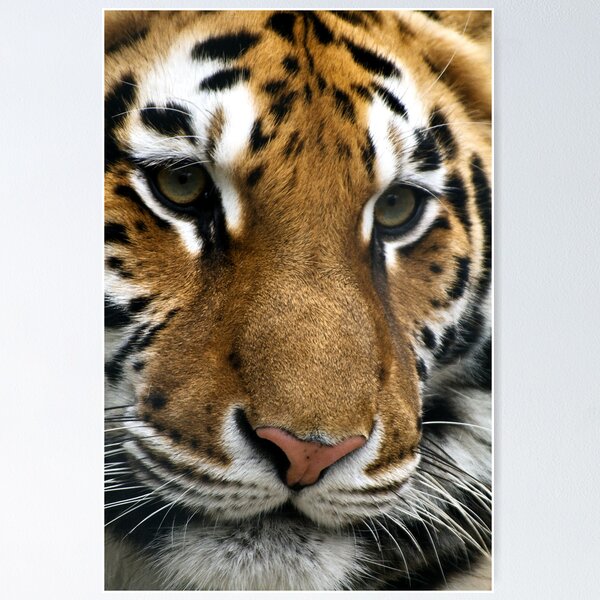 Item preview, Tiger designed and sold by Vasil Popov.