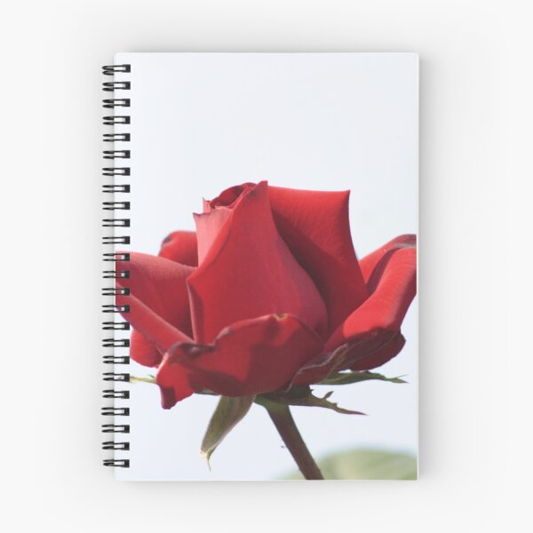 Artikelvorschau, rote Rose entworfen und verkauft von GoldenPortrait.