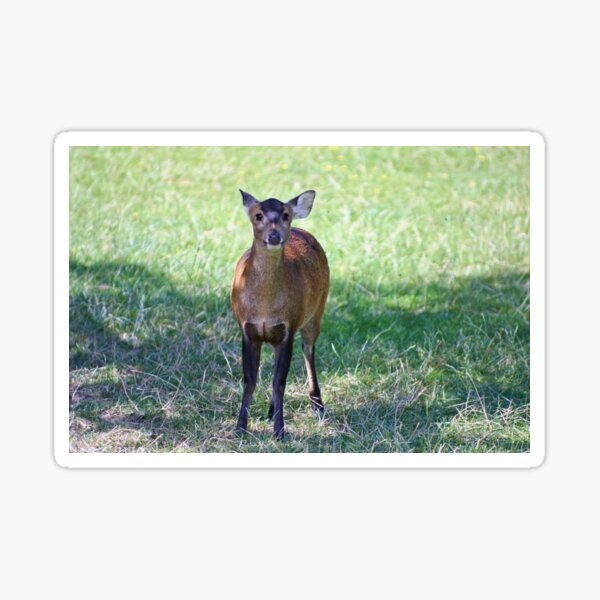 Sweet little muntjac Sticker