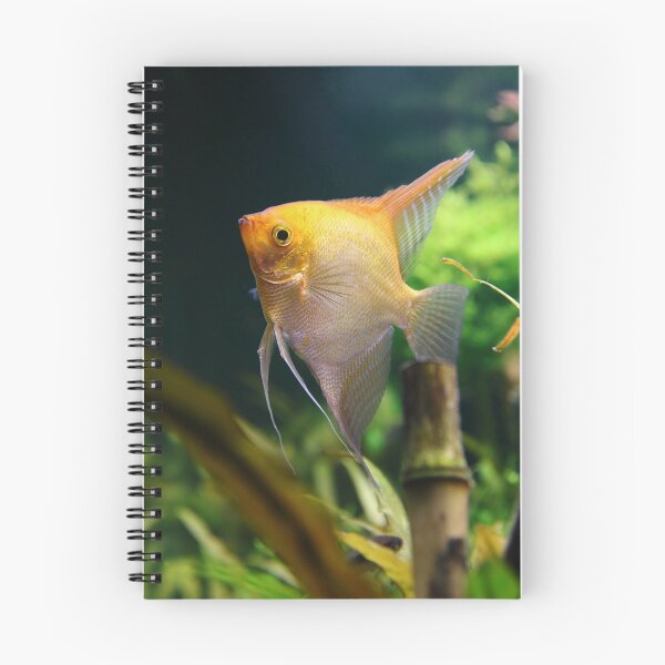 Item preview, Pterophyllum Scalare yellow fish underwater in nature designed and sold by Grégory DUBUS.