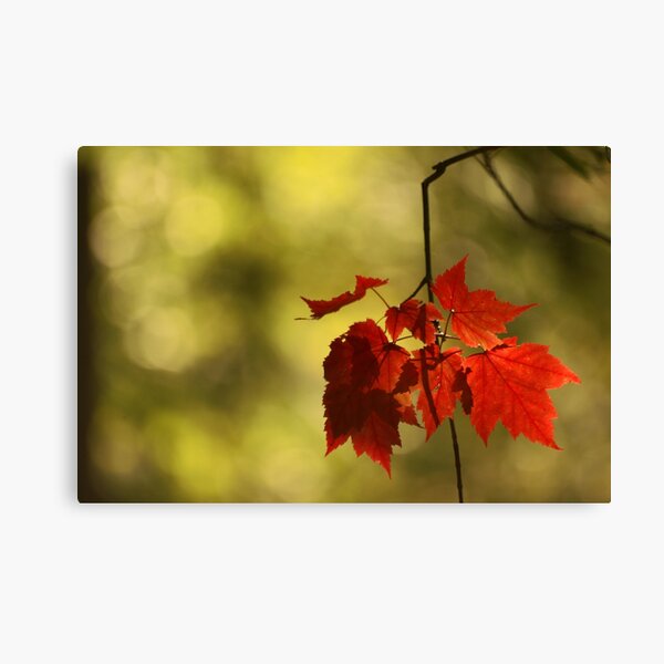 Autumn treasures Canvas Print
