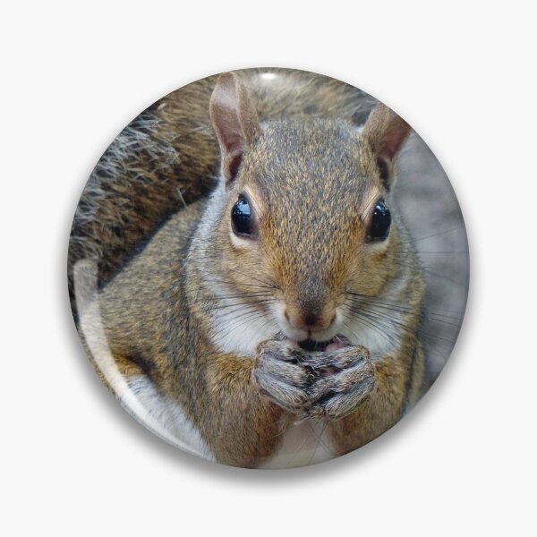 Item preview, A Squirrel Enjoying a Treat designed and sold by Frankie Cat Photography.
