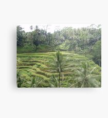 Rice Fields B80123 Metal Print