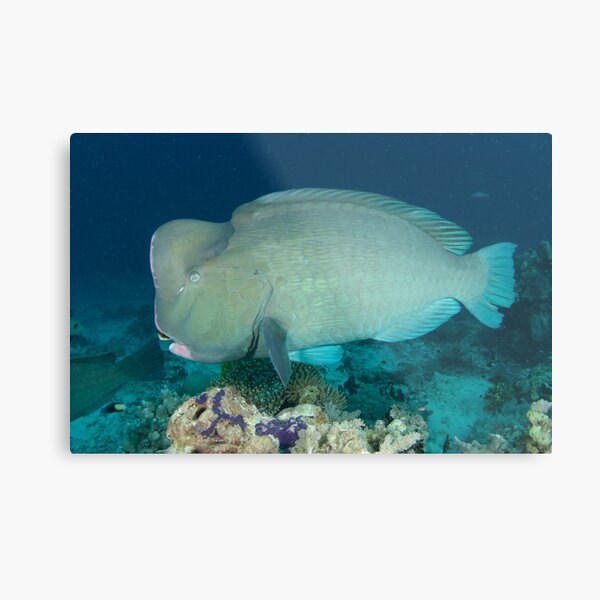 Bumphead parrotfish - Bolbometopon muricatum Metal Print