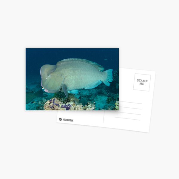 Bumphead parrotfish - Bolbometopon muricatum Postcard