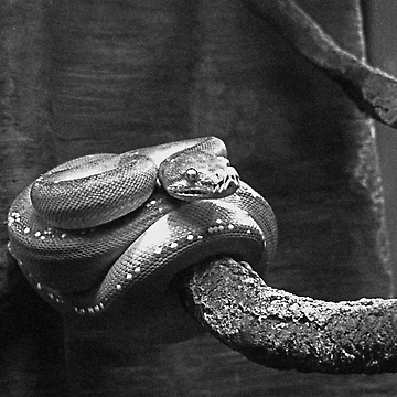 Artwork thumbnail, Green Tree Python by James2001