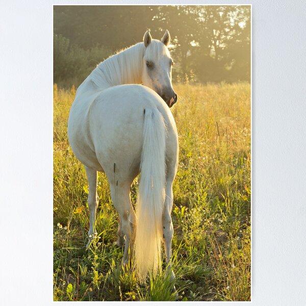 Paso Fino horse in the morning Poster