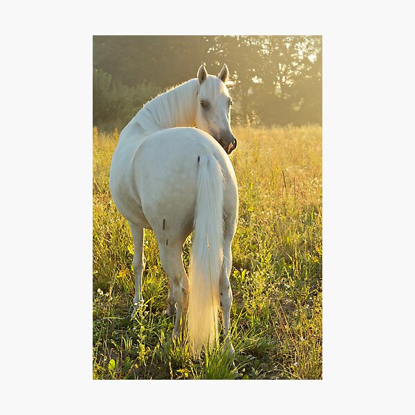Paso Fino horse in the morning Fotodruck