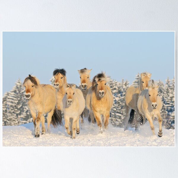 Norwegische Pferde im Winter Poster