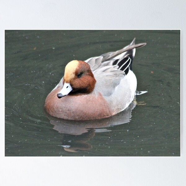Item preview, Wigeon designed and sold by dilouise.