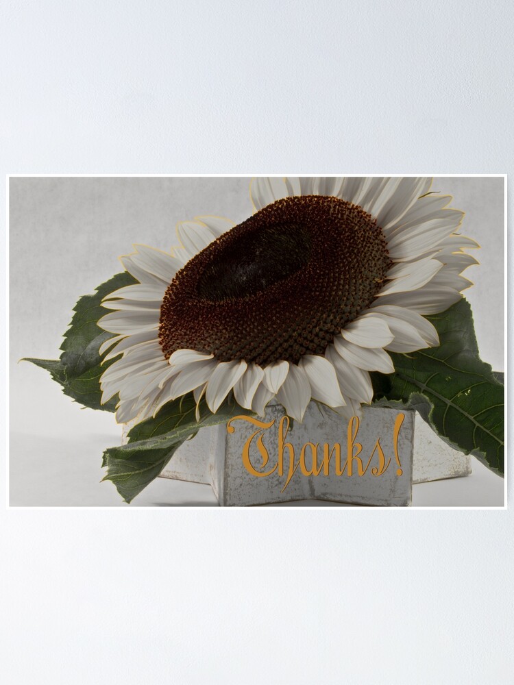 Póster «Gracias - girasol corto pétalo albino» de SandraFoster | Redbubble