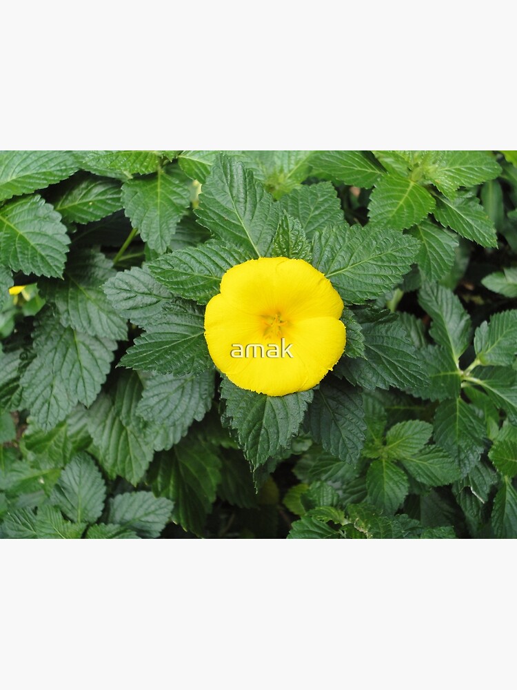 Yellow by amak