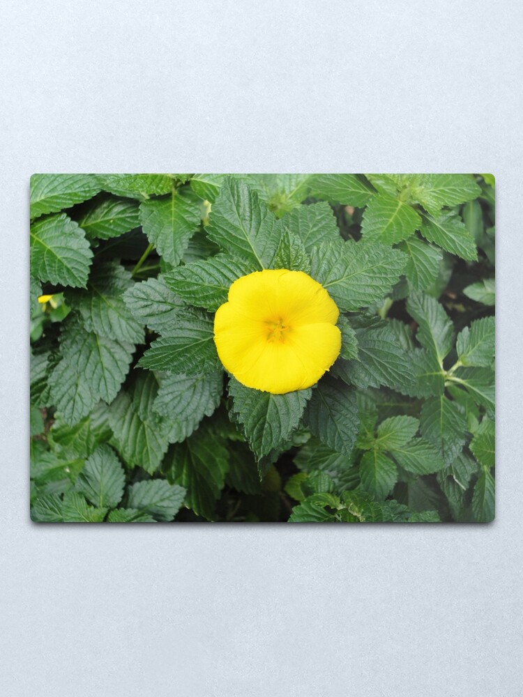 Alternate view of Yellow Metal Print
