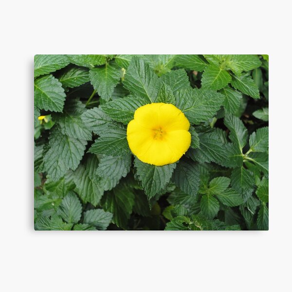 Yellow Canvas Print