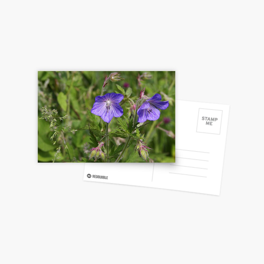 Item preview, Postcard designed and sold by steppeland.