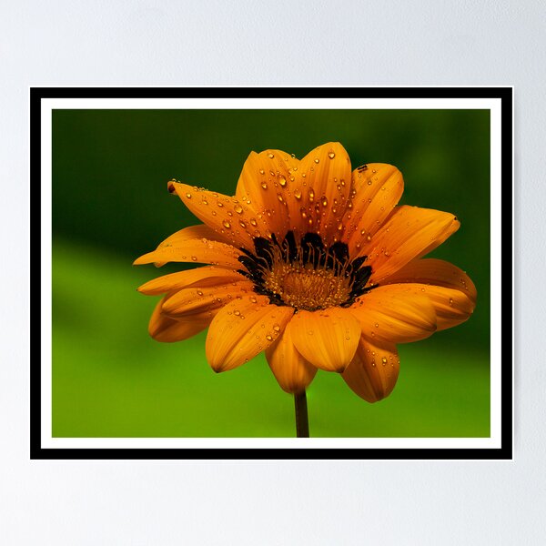 Item preview, African daisy designed and sold by AussieBryan.