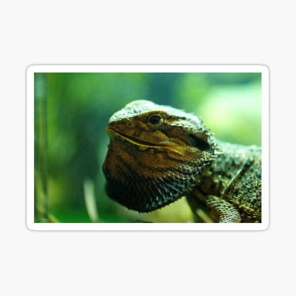 Item preview, Bearded Dragon designed and sold by Paul Chubb.
