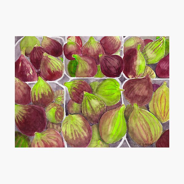 Jerusalem Figs - Realistic Watercolor Photographic Print