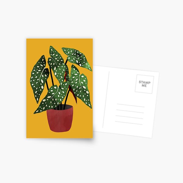 Item preview, Begonia maculata flowerpot watercolor designed and sold by Elbuenlimon.