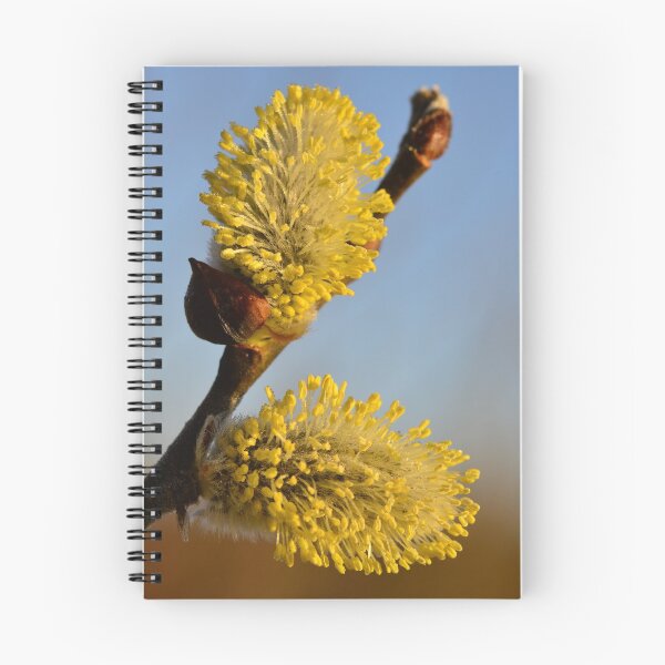 Item preview, Fluffy yellow blooming spring buds of a willow on a branch designed and sold by yarvin13.