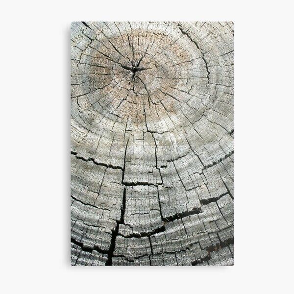 Rings of Life 2 Metal Print