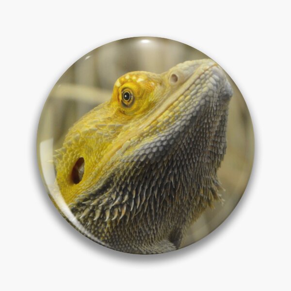 Item preview, Australian Inland Bearded Dragon Reptile designed and sold by HotHibiscus.