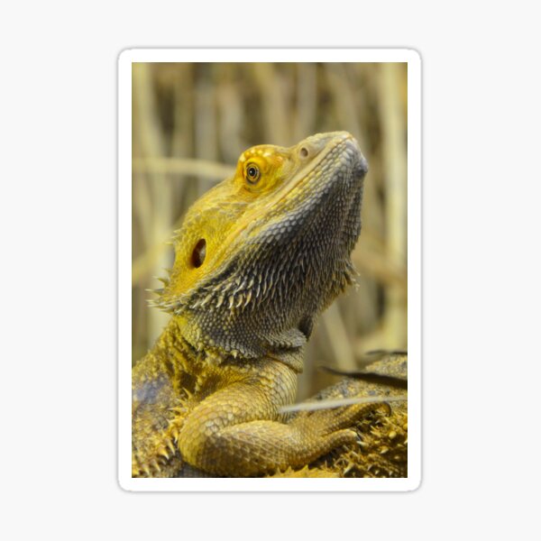 Item preview, Australian Inland Bearded Dragon Reptile designed and sold by HotHibiscus.
