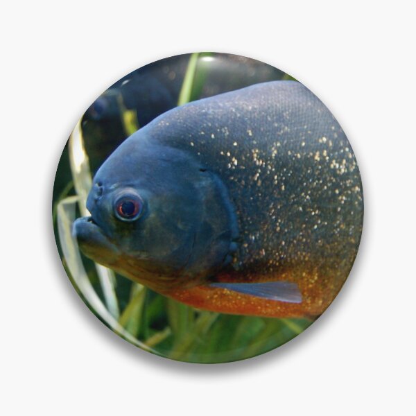 Item preview, Red Bellied Piranha Fish Photograph designed and sold by HotHibiscus.