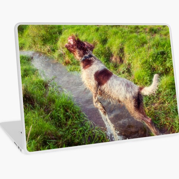 Leaping a ditch and catching grass Spinone Laptop Skin