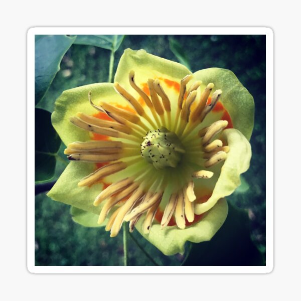 Tulip tree - Sticker