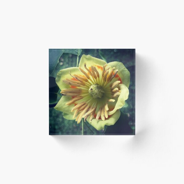 Tulip tree - Acrylic Block