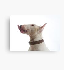 English Bull Terrier, Bully Canvas Print
