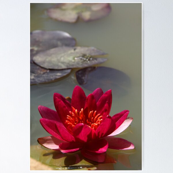 Item preview, Deep pink waterlily designed and sold by Rob Chiarolli.