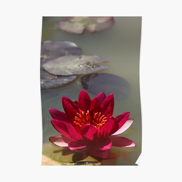 Deep pink waterlily Poster