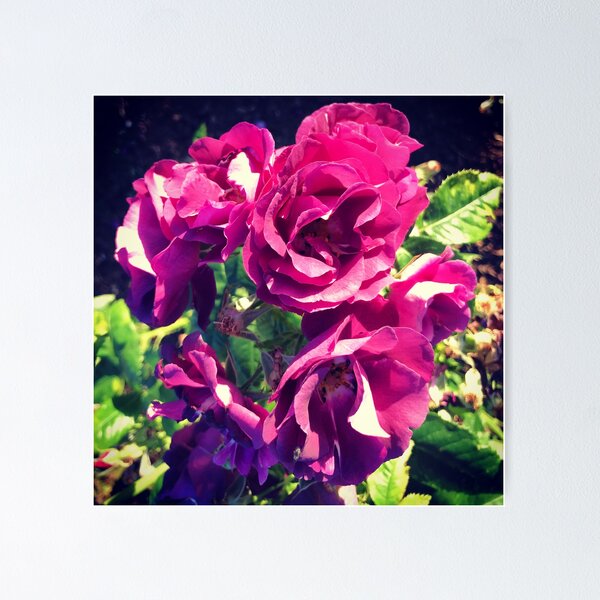 Garden roses - Poster