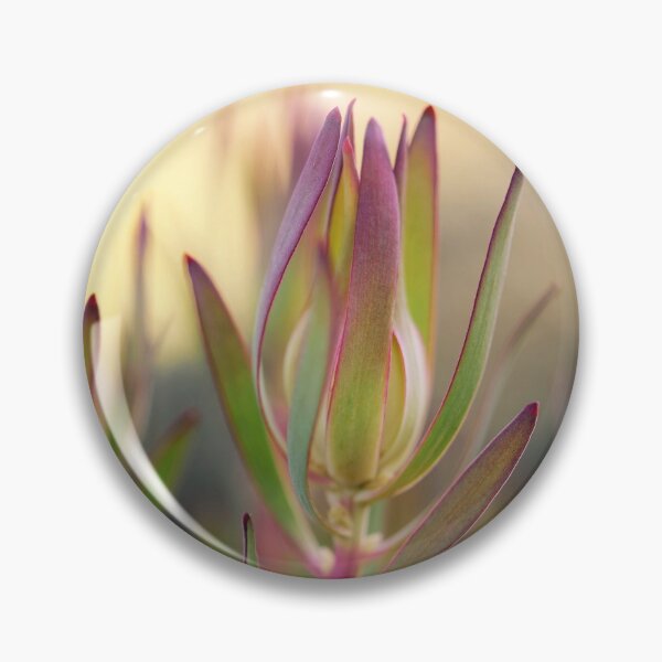 Item preview, Beauty of a Protea - Leucadendron Salignum designed and sold by imaginethis.
