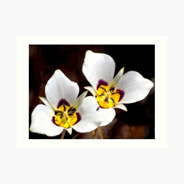 Sego Lily Art Print