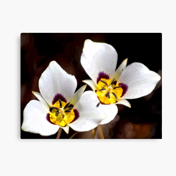 Sego Lily Canvas Print