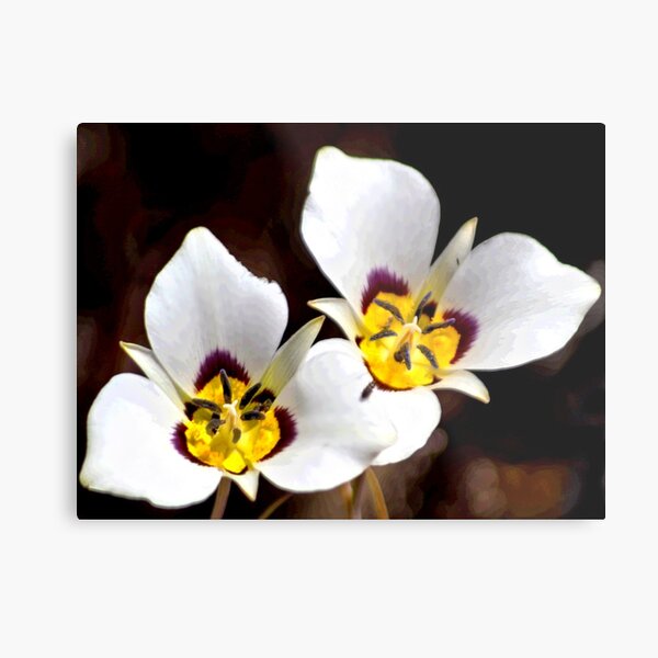 Sego Lily Metal Print
