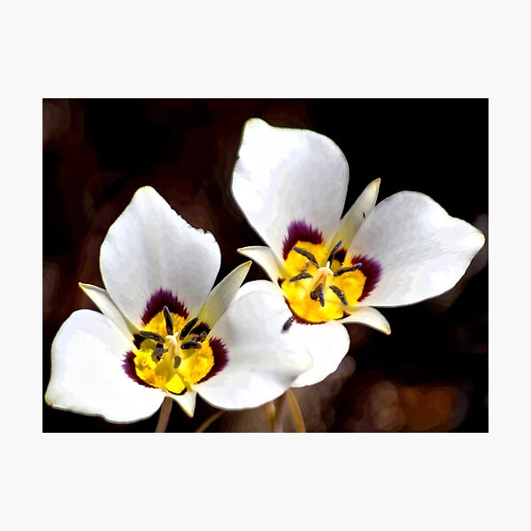 Sego Lily Photographic Print
