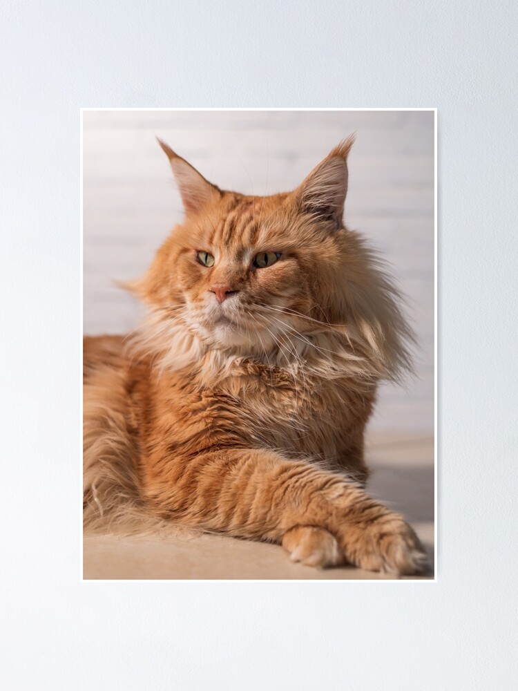 Angry Ginger Maine Coon Cat Gazing on Black background Face Mask