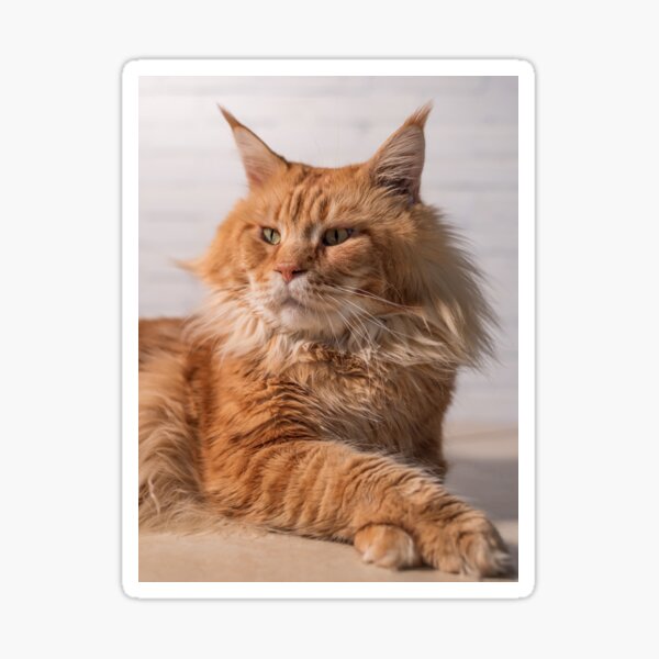 Item preview, Purebred red Maine Coon cat lying on the floor at home designed and sold by brambillasimone.