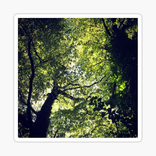 Woodland canopy Sticker