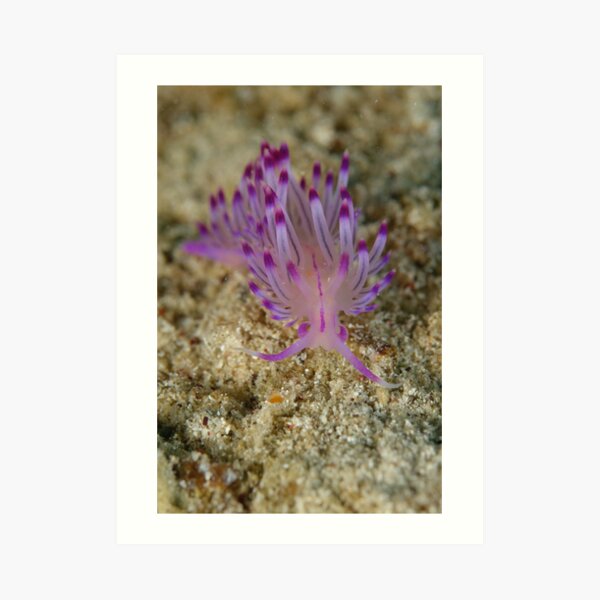 Nudibranch - Flabellina rubrolineata Art Print