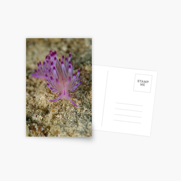 Nudibranch - Flabellina rubrolineata Postcard